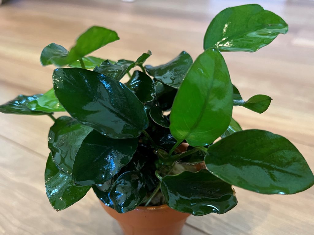 アヌビアスナナ