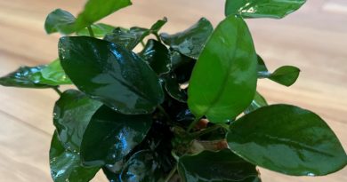 アヌビアスナナ