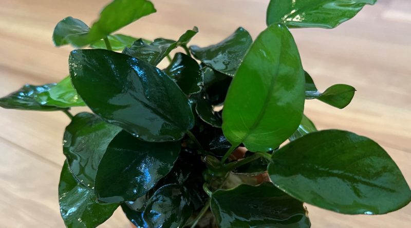 アヌビアスナナ