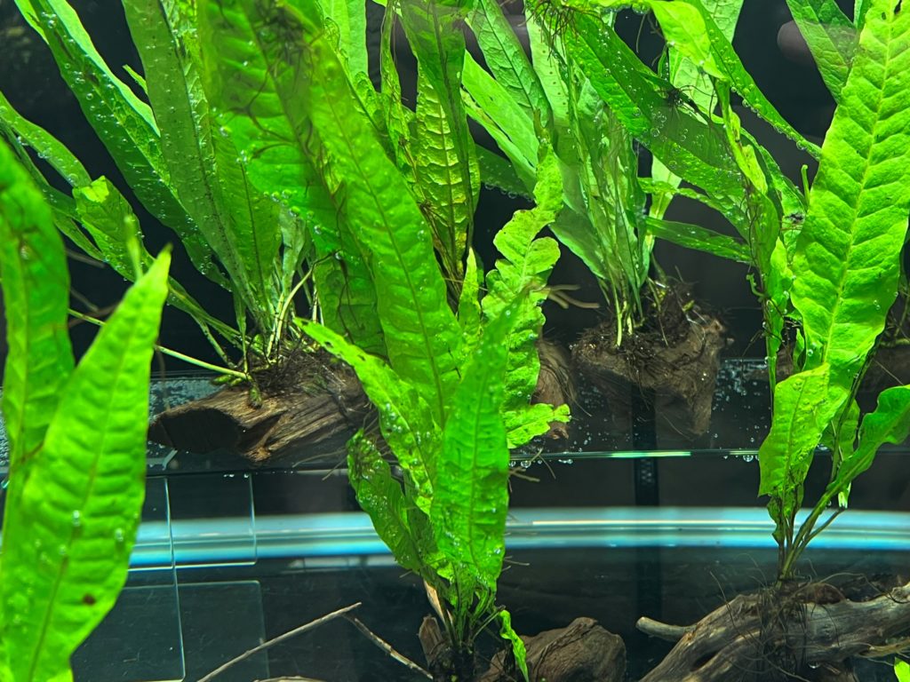 ミクロソリウムプテロプス