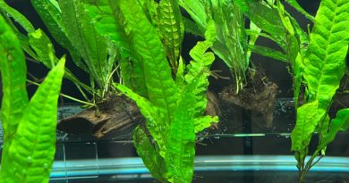 ミクロソリウムプテロプス