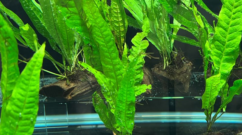 ミクロソリウムプテロプス