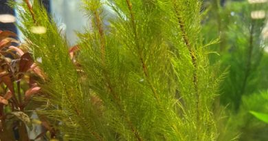 グリーンミリオフィラム