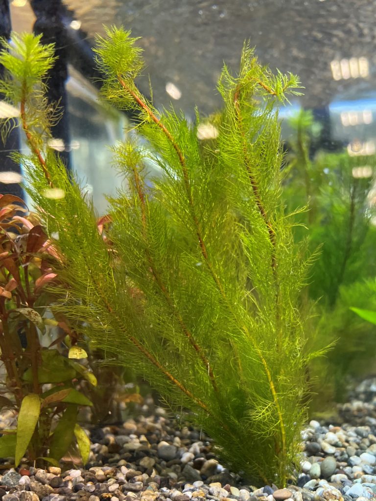 グリーンミリオフィラム