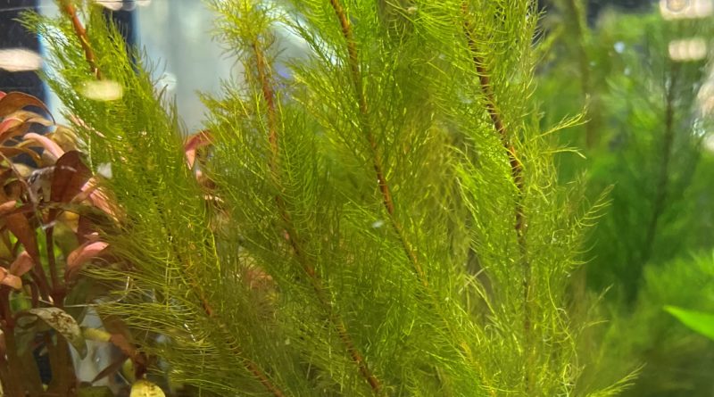 グリーンミリオフィラム