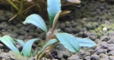 ブセボヤンミニナロー１