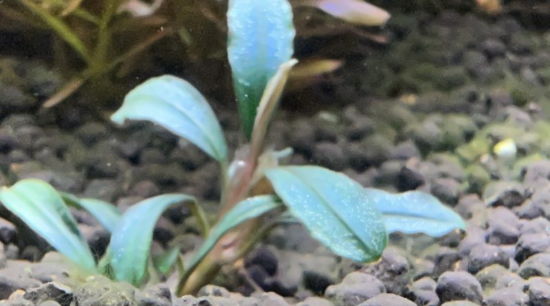 ブセボヤンミニナロー１