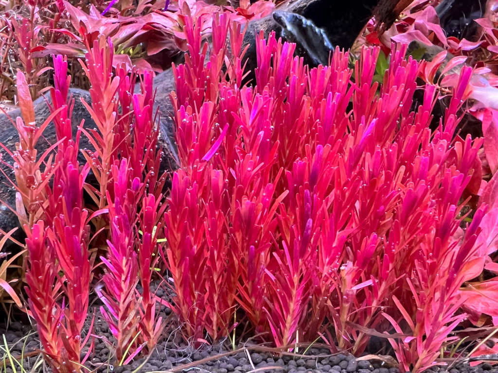 ロタラ・インディカ１