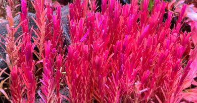 ロタラ・インディカ１