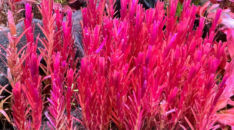 ロタラ・インディカ１