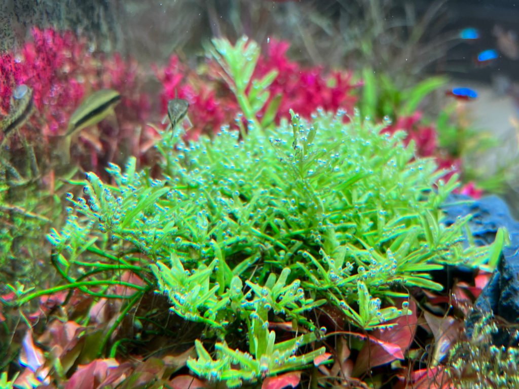 グリーンロタラ