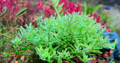 グリーンロタラ