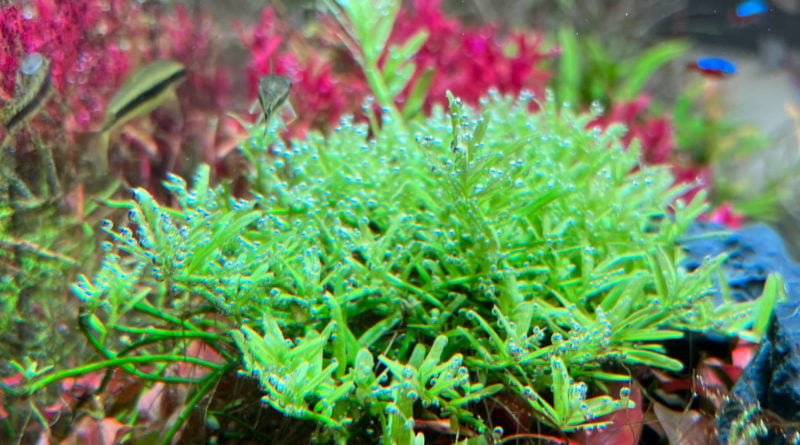 グリーンロタラ