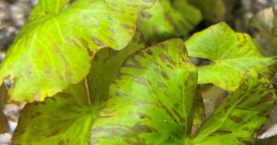 タイガーロータスグリーン