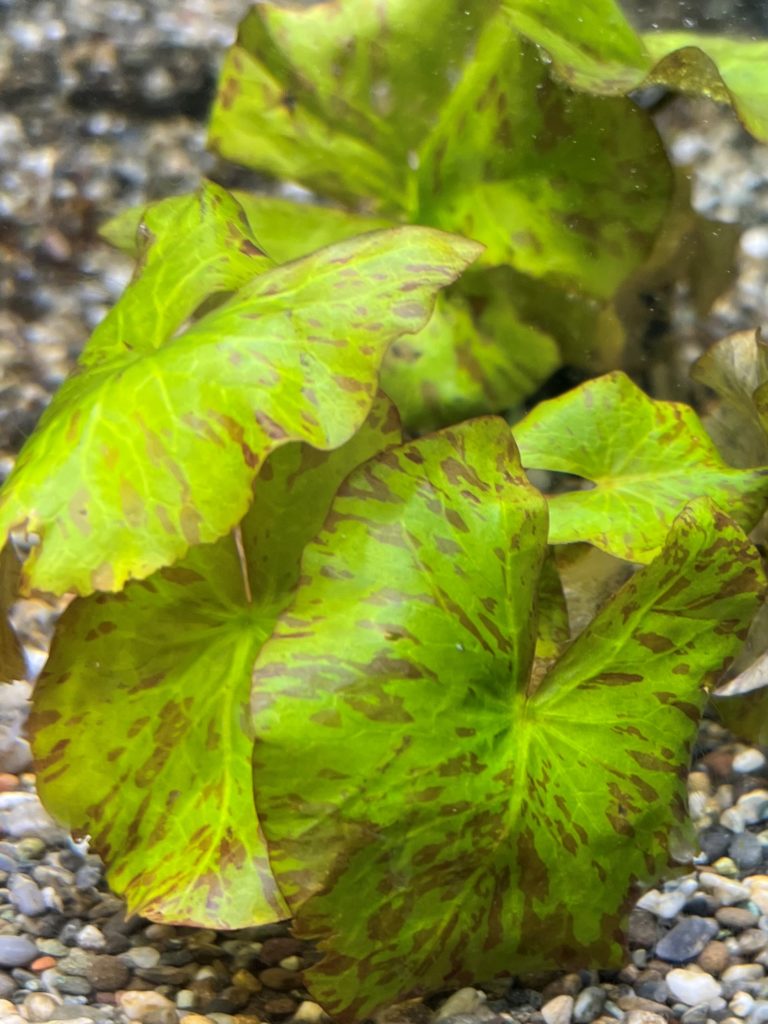 タイガーロータスグリーン