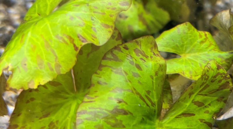 タイガーロータスグリーン