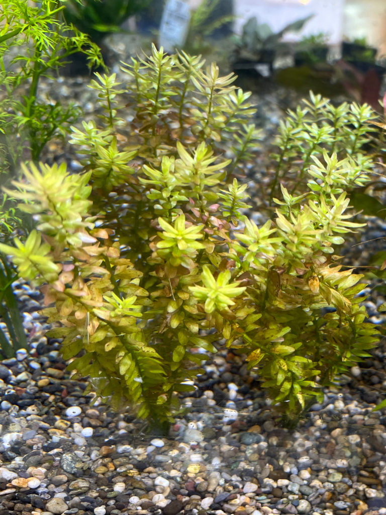 ロタラ・インディカ２