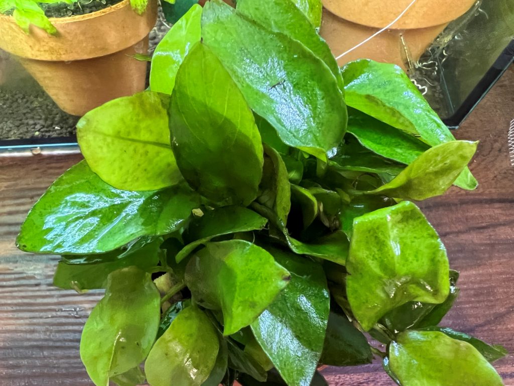 アヌビアスナナゴールデン