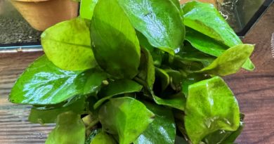 アヌビアスナナゴールデン