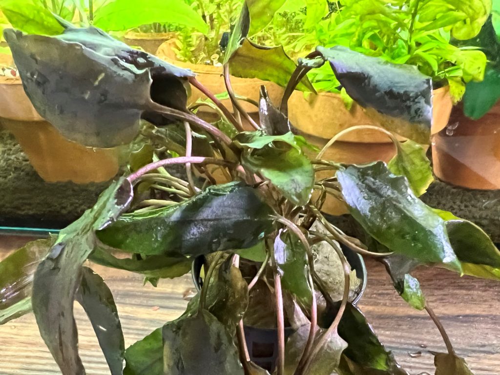 クリプトコリネモエルマニー