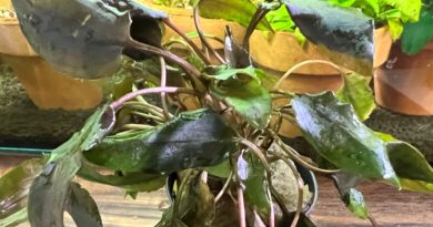 クリプトコリネモエルマニー