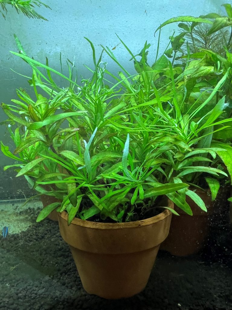 ポゴステモンメンメン