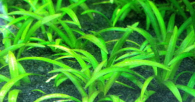 チェーンアマゾンソード