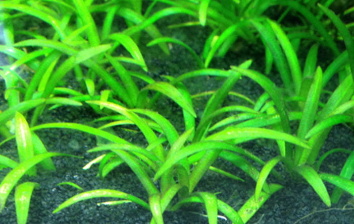 チェーンアマゾンソード