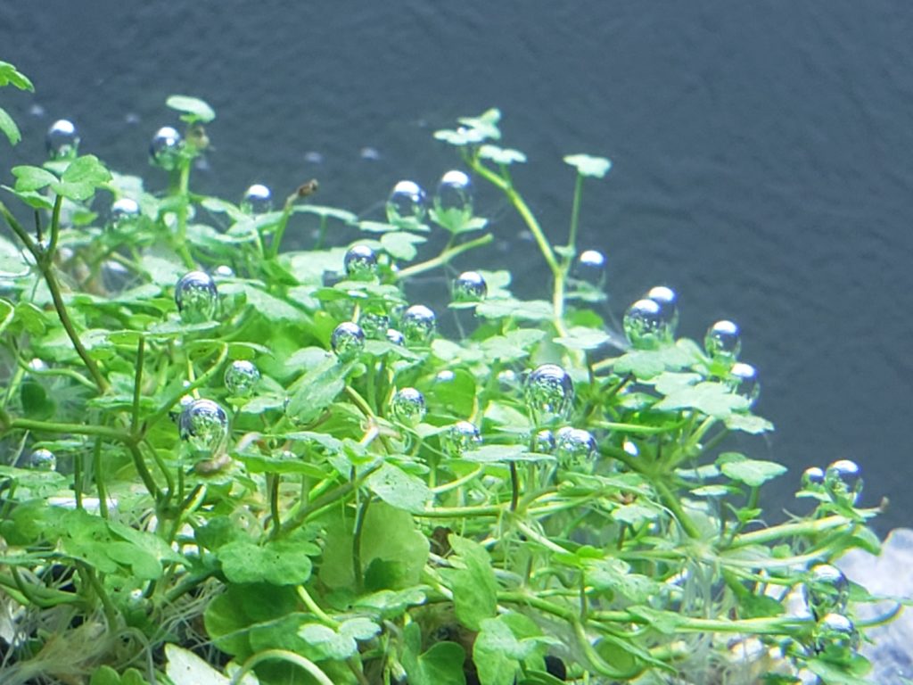 オーストラリアンドワーフヒドロコティレ