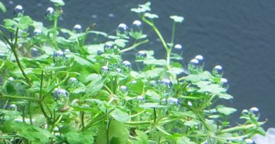 オーストラリアンドワーフヒドロコティレ