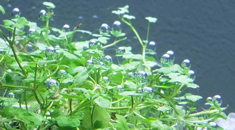 オーストラリアンドワーフヒドロコティレ