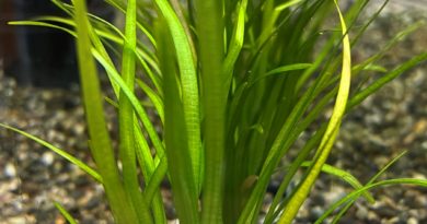 ピグミーチェーンサジタリア