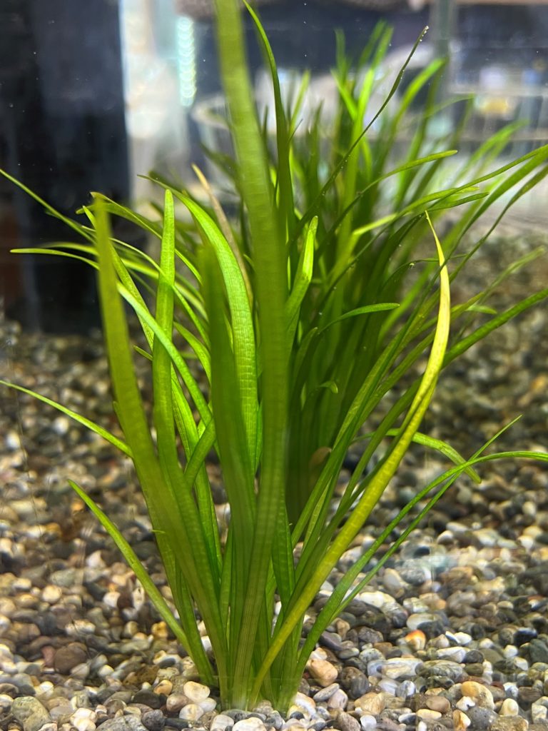 ピグミーチェーンサジタリア