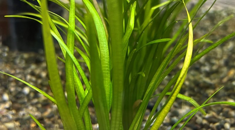 ピグミーチェーンサジタリア