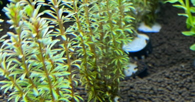 ロタラspボンサイ