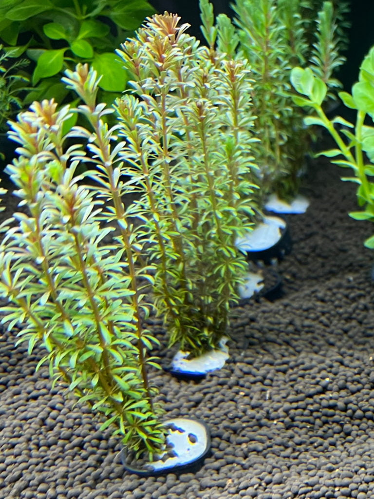 ロタラspボンサイ