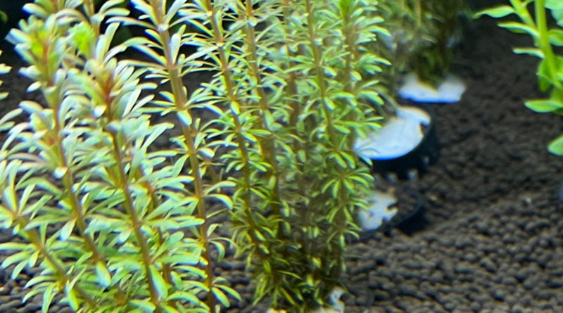 ロタラspボンサイ