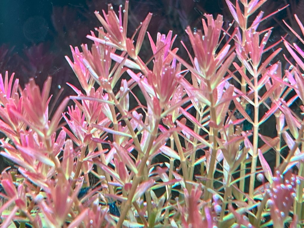 ロタラ・インレー1