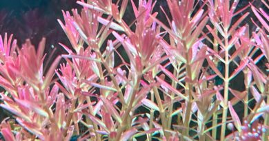 ロタラ・インレー１