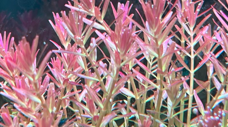 ロタラ・インレー１