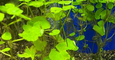 アマゾンチドメグサ