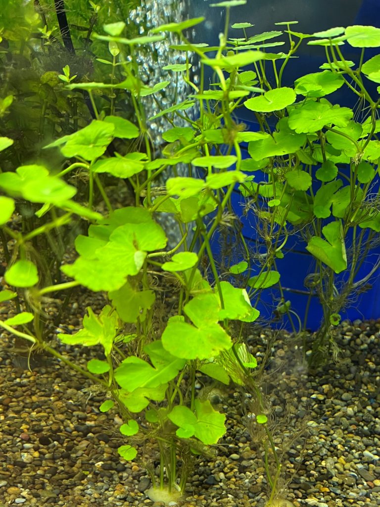 アマゾンチドメグサ