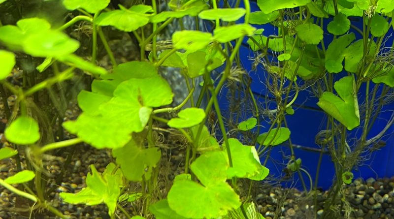 アマゾンチドメグサ