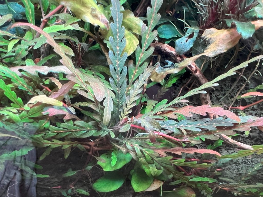 ピンナティフィダ4