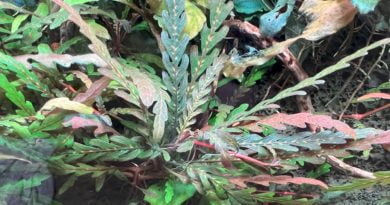 ピンナティフィダ4