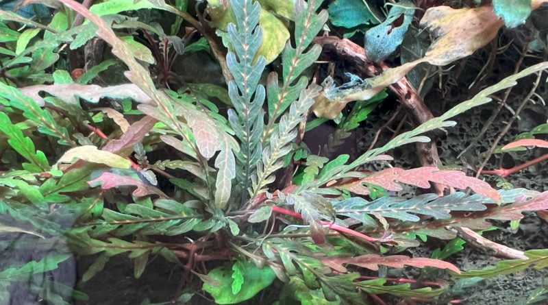 ピンナティフィダ4