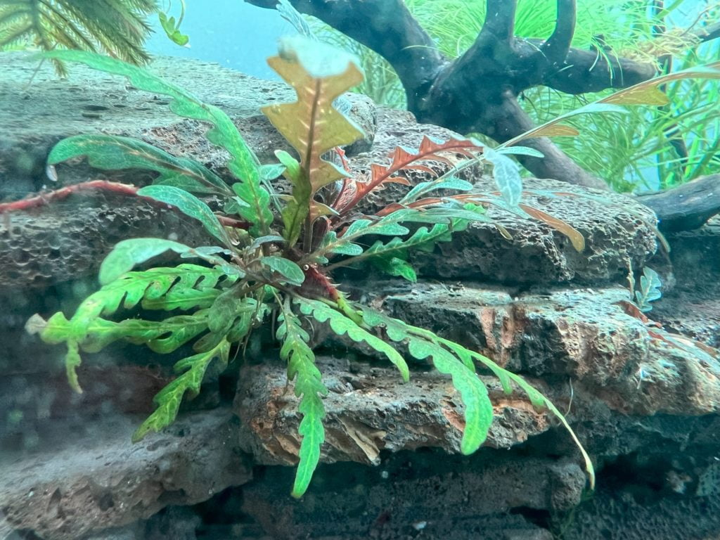 ピンナティフィダ3