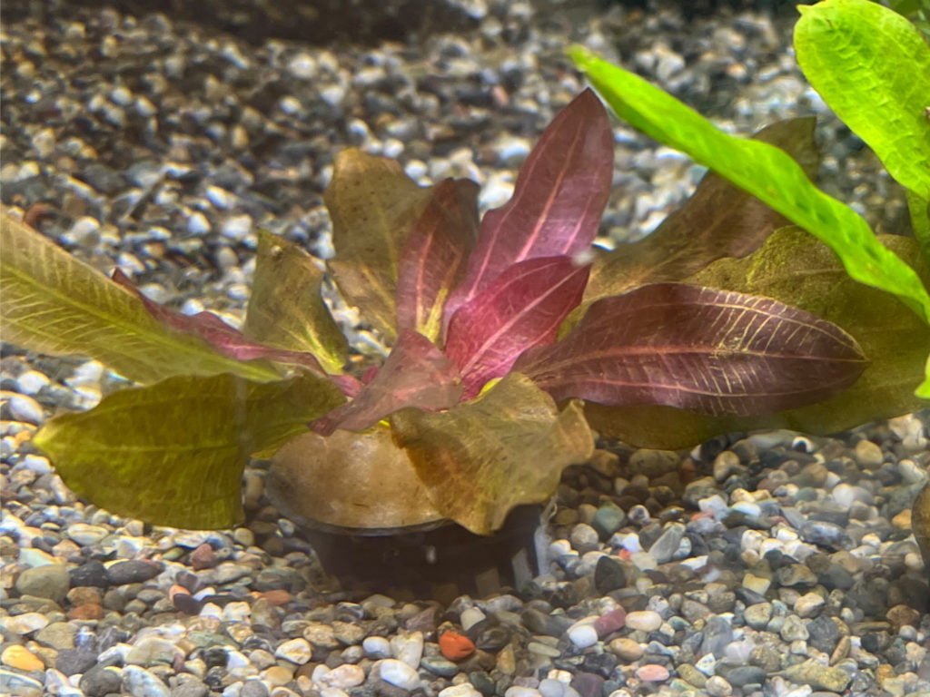 エキノドルスレッドフレーム