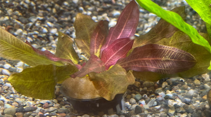 エキノドルスレッドフレーム