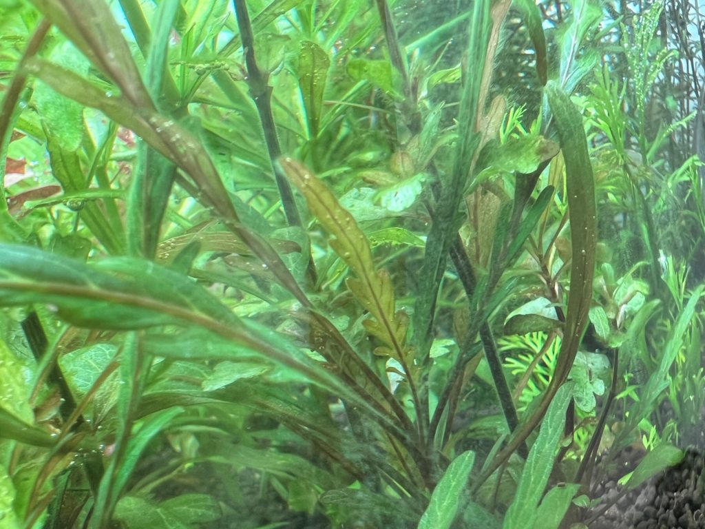 ピンナティフィダ1